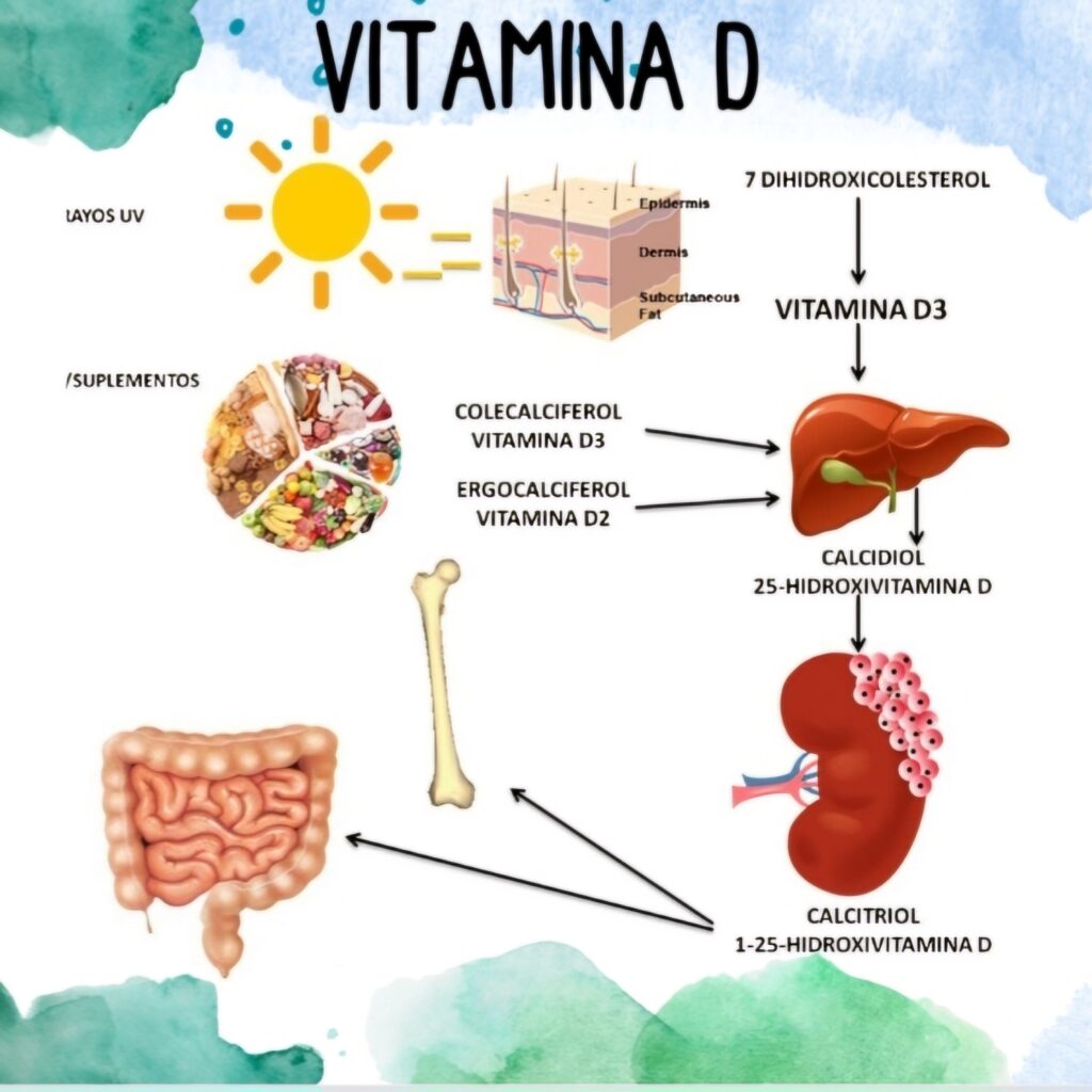 para que sirve la vitamina d 3 , beneficios ? tu naturopata (malaga) mijas y fuengirola.