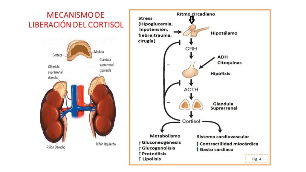 cortisol 2 que es el cortisol? tratamiento natural para regular el cortisol ,(malaga) mijas y fuengirola.